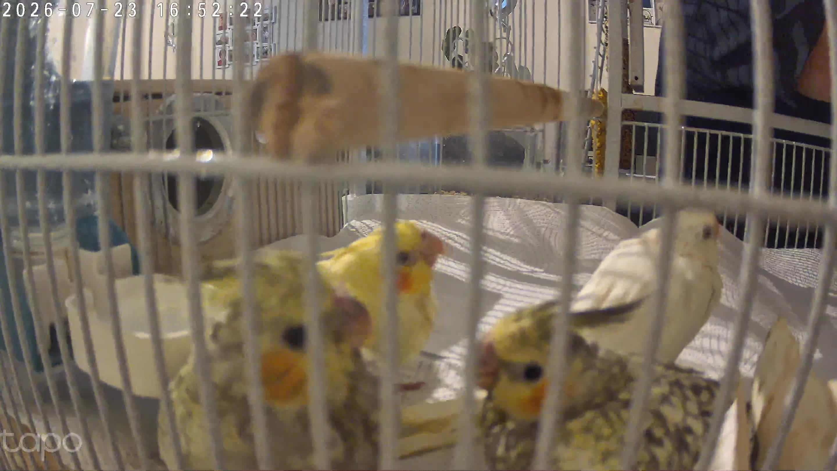 Cockatiels birds for sale: Baby Cockatiels Ready Soon 🐦 in Banbury - Video 1