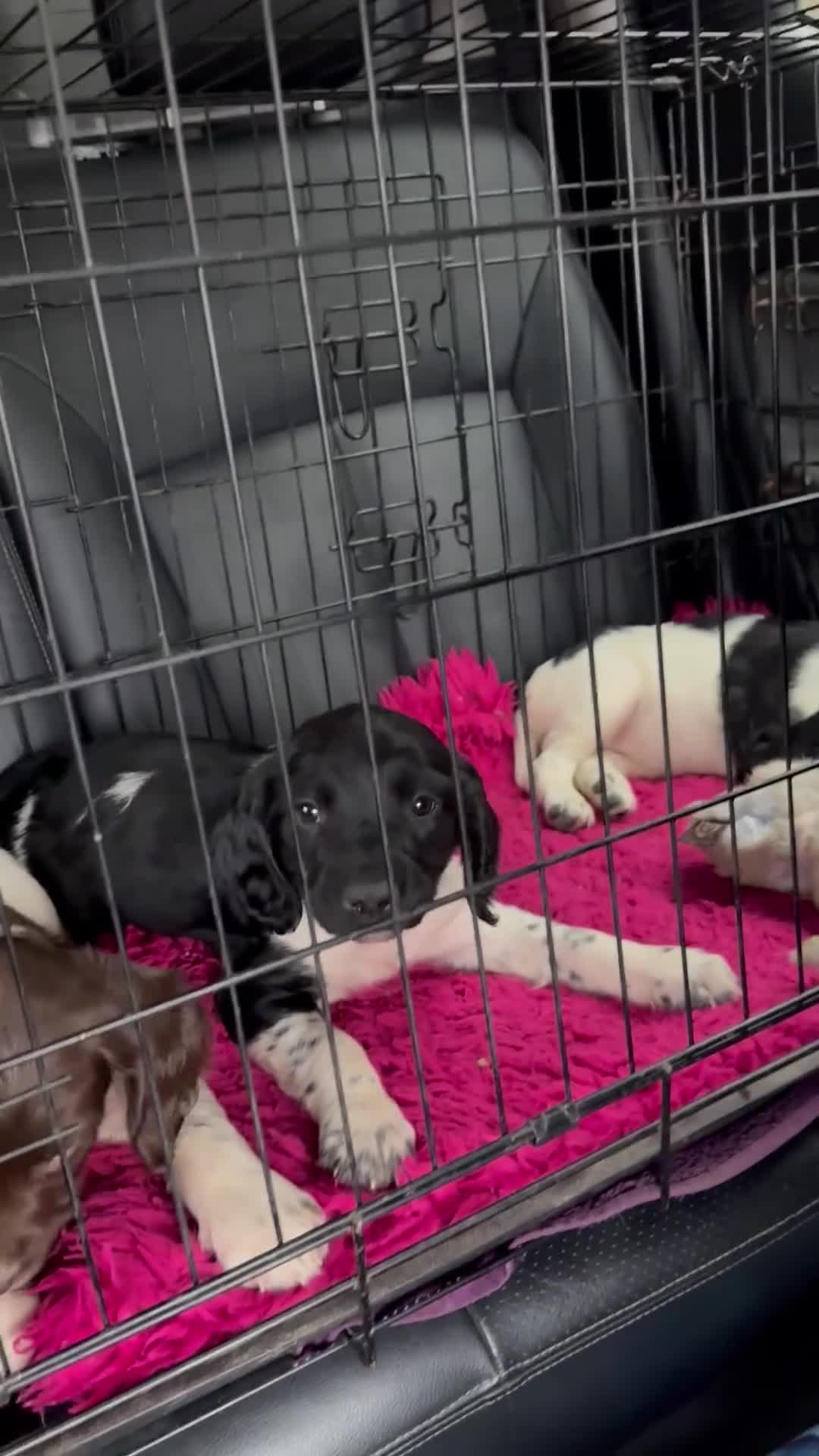 English Springer Spaniel dogs for sale: Hip/Elbow Scored and Health Tested, KC Springers  - Video 1