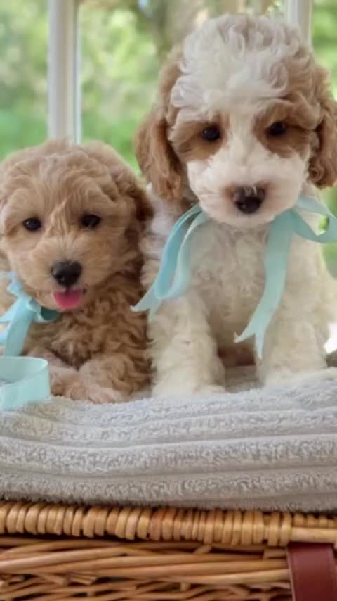 Mixed Breed dogs for sale: Teddy bear puppies - Video 1