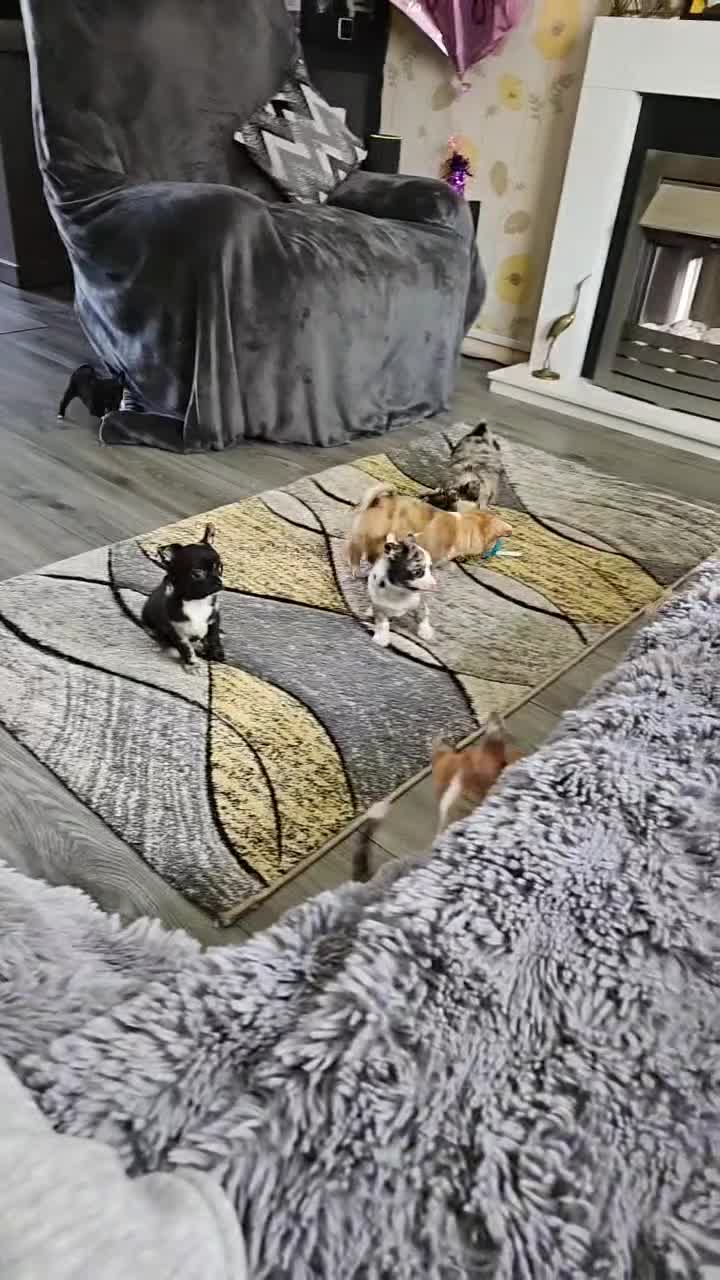 Chihuahua dogs for sale: 2 long coated chihuahua pups  - Video 1
