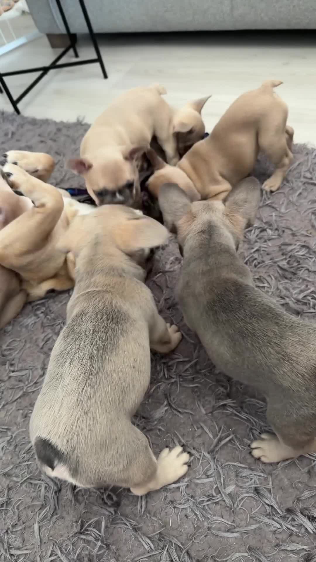 French Bulldog dogs for sale: 2 GIRLS LEFT REDUCED - French Bulldog Puppies 💕 - Video 2