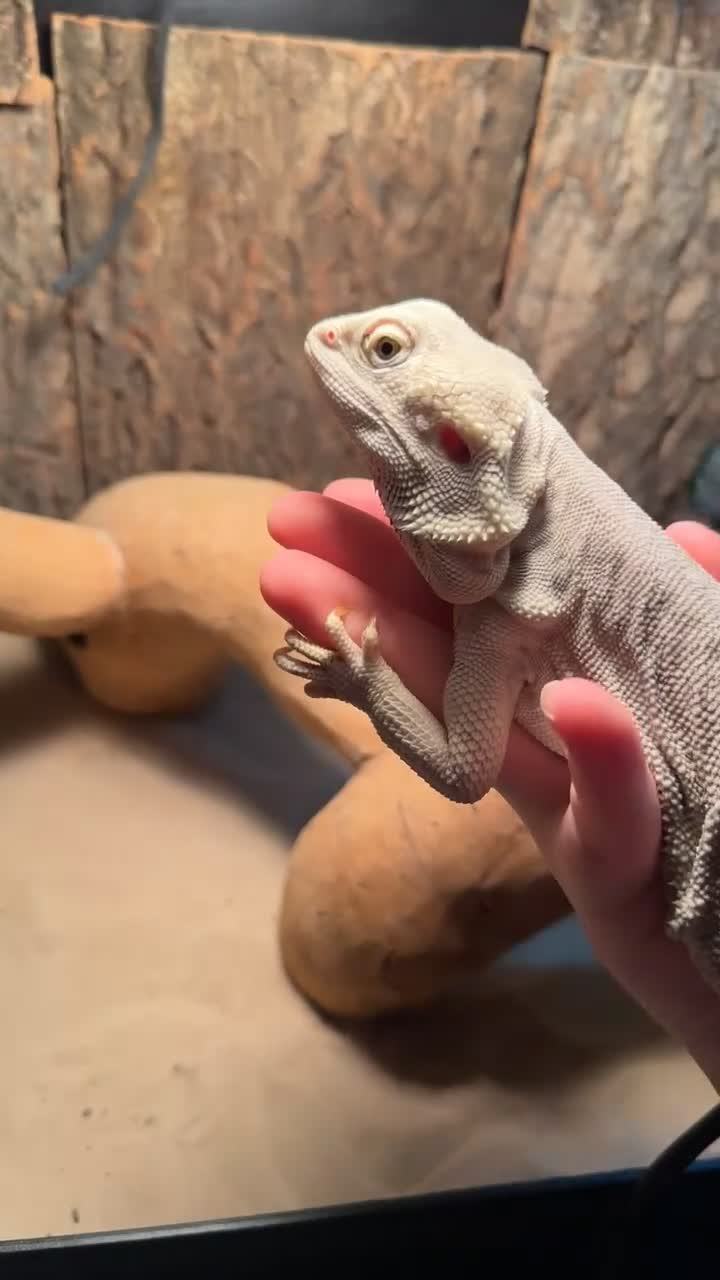Bearded Dragon reptiles for sale: white zero beardie female - Video 1