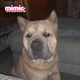 Mixed Breed dogs for sale: French bulldog x - Video 3