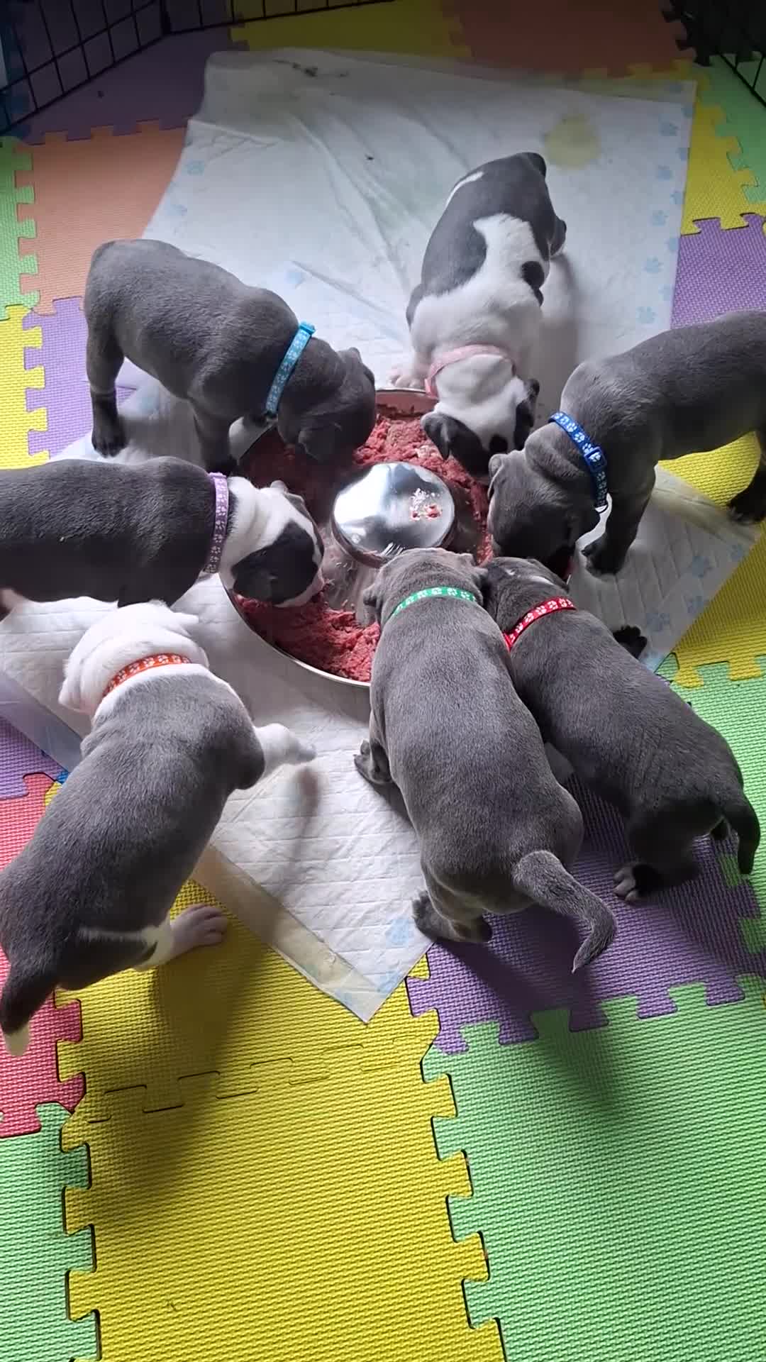 Staffordshire Bull Terrier dogs for sale: Blue Staffordshire bull terrier puppies  - Video 1