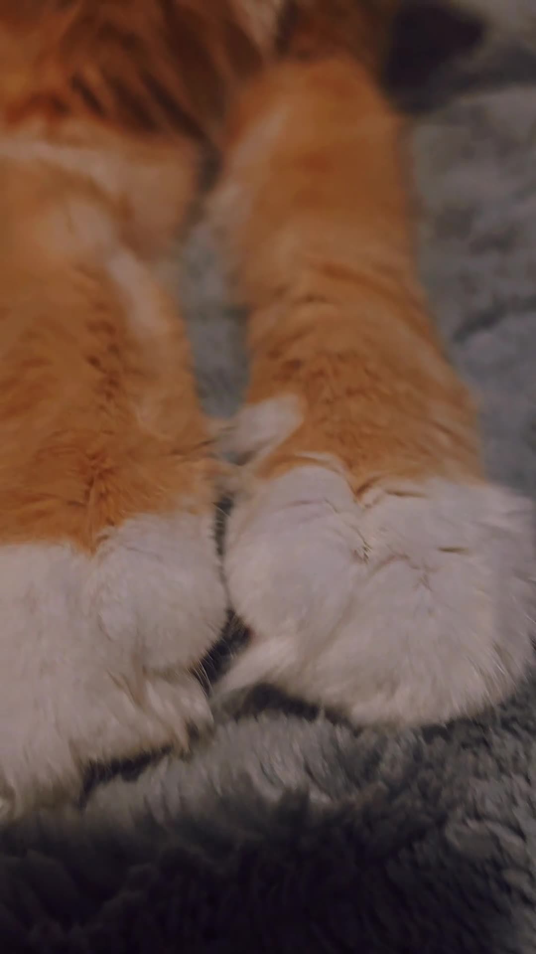 Maine Coon cats for sale: 11 month tica active registered female  - Video 1