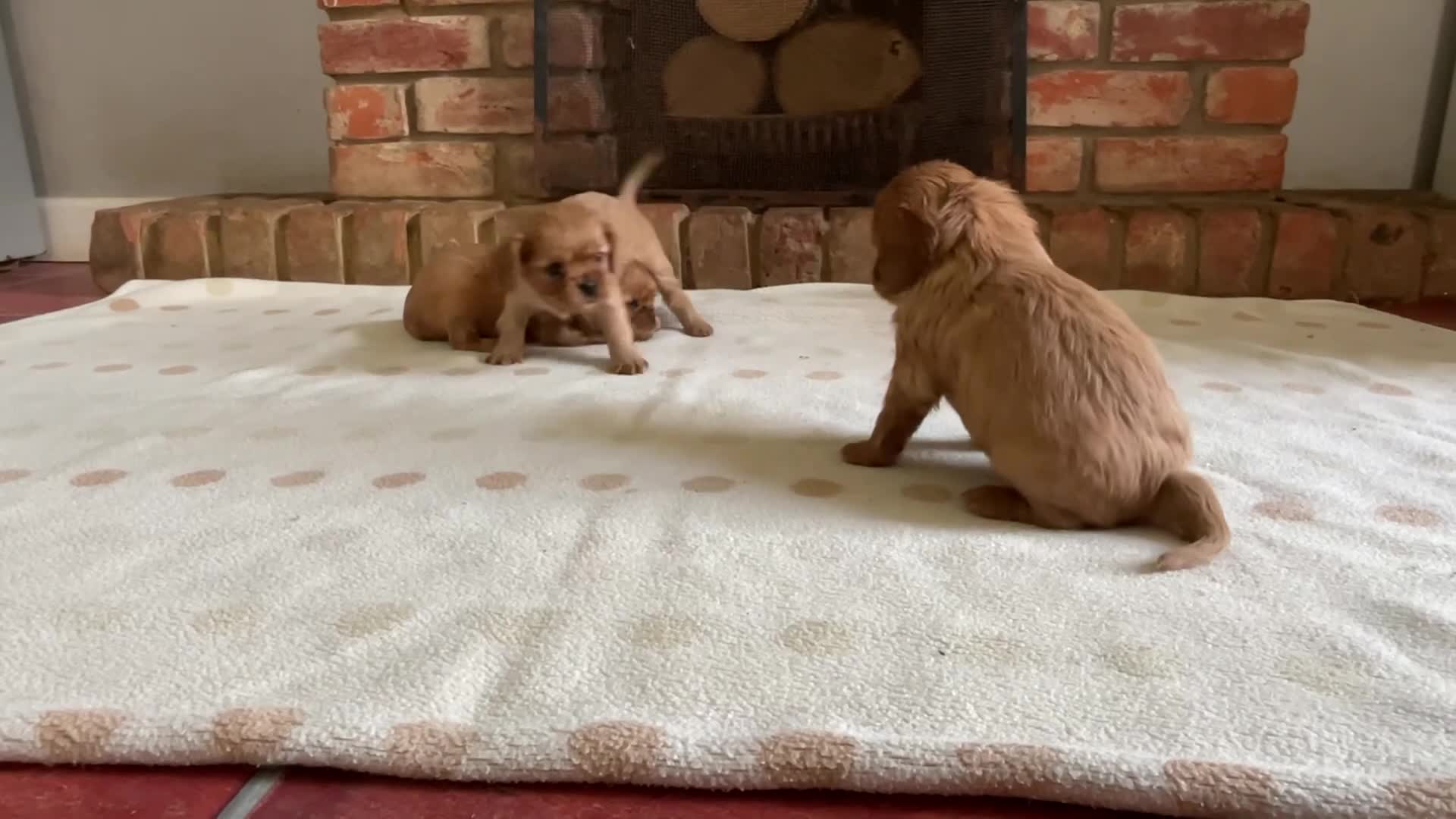 Cavalier King Charles Spaniel dogs for sale: Ruby Cavalier King Charles Spaniel Puppy’s  - Video 1