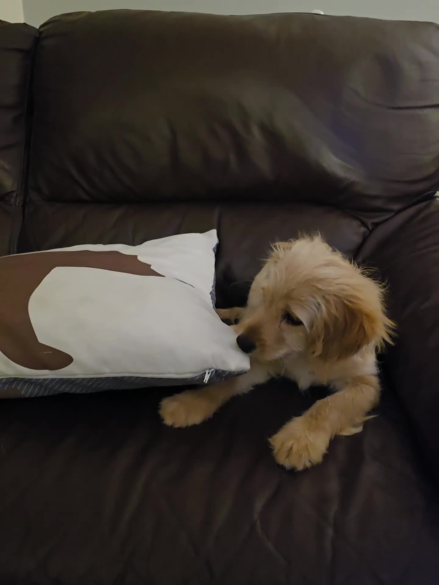 Cavapoo dogs for sale: 🐾Cavapoo: Litter Embark DNA Tested, Sire KC Reg🐾 - Video 4