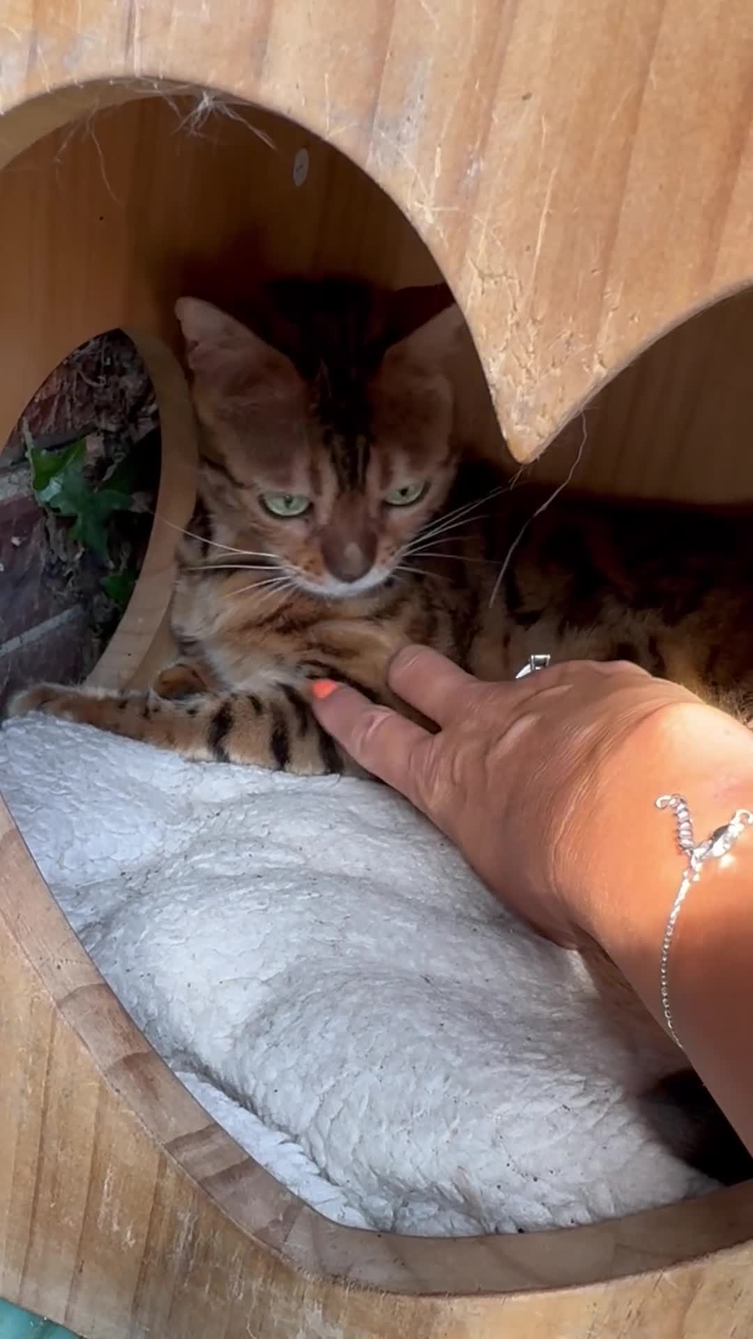 Bengal cats for sale: Retired Bengals - Various - Video 1