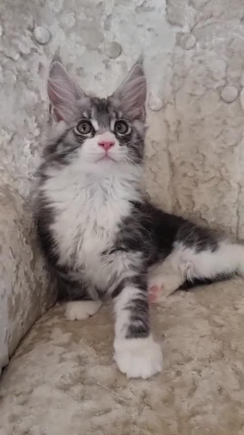 Maine Coon cats for sale: Tica Registered, Russian Line Maine Coon Kittens - Video 1