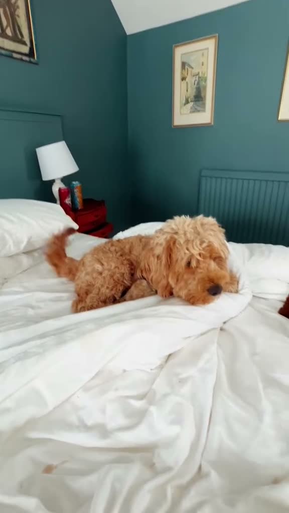 Cockapoo dogs for sale: 🎀 Fizz, a very special Cockapoo girl 🩷 - Video 3