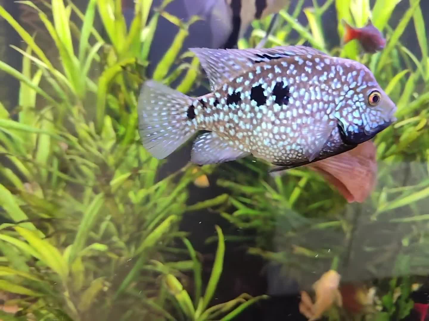 Other/Mixed Breed fish for sale: Blue Texas Cichlid & Platinum Polar Parrot Cichlid - Video 1