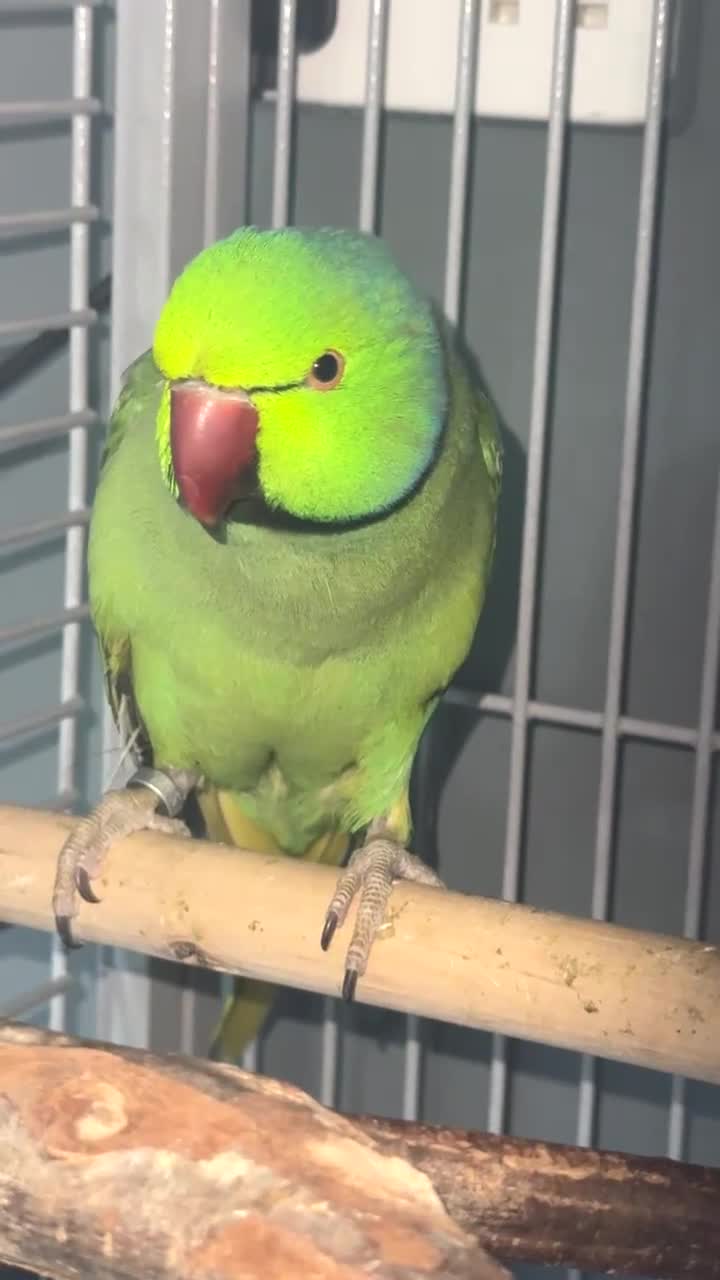 Ringnecks birds for sale: Indian ring neck male parrot  in Stoke-on-Trent - Video 1