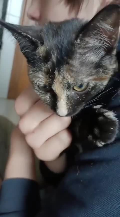 European cats for adoption: Tortoiseshell female Kitten - Video 1