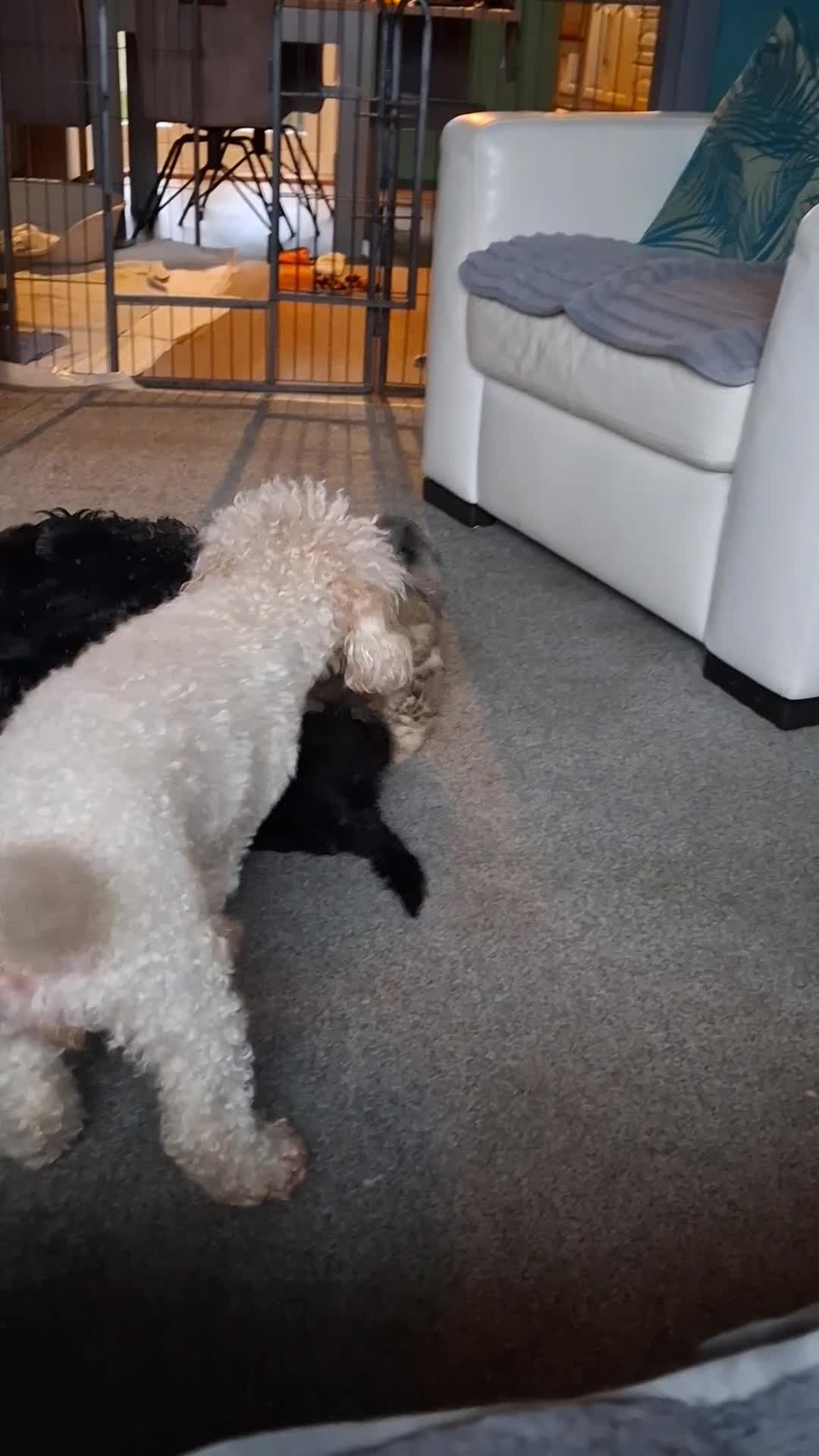 Mixed Breed dogs for sale: Lhasapoo puppies  - Video 1