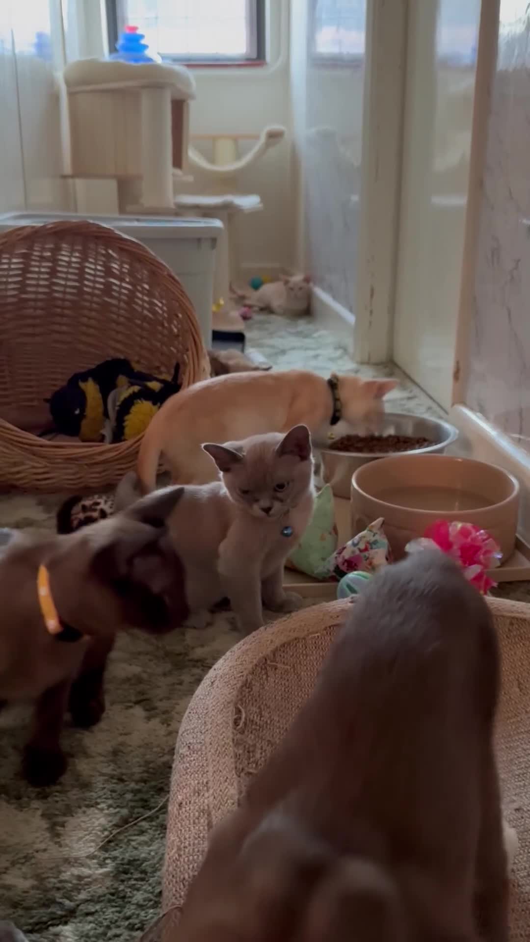 Burmese cats for sale: Gorgeous Burmese Kittens For Sale - Video 1