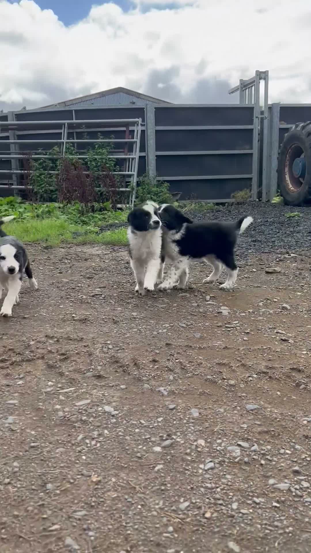 Border Collie dogs for sale: 2 border collie Pups- Ready to go now! - Video 2