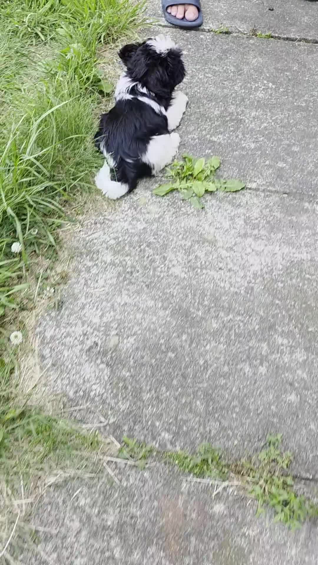 Shih Tzu dogs for sale: CUTE SHIH TZU GIRL PUPPY KC REG PEDIGREE READY NOW - Video 1