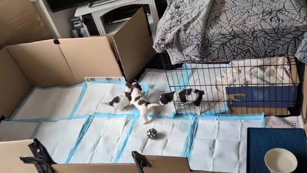 Cockapoo dogs for sale: Cockapoo Puppies - Video 3