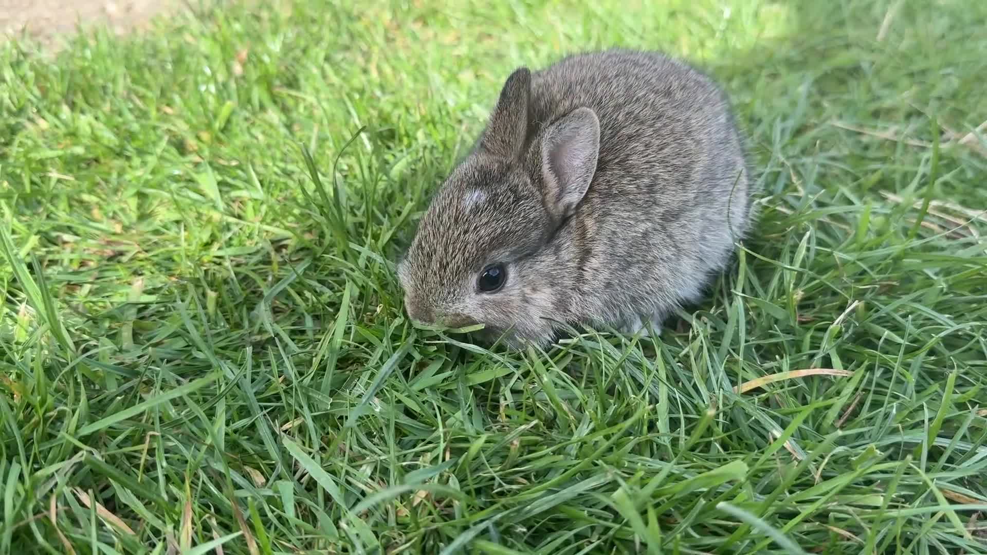 Mixed Breed rabbits for sale: Baby bunnies for sale - Video 3