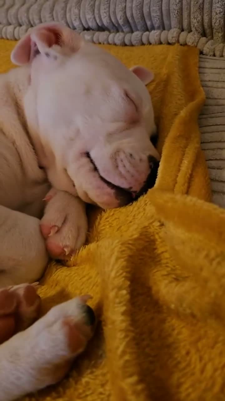Staffordshire Bull Terrier dogs for sale: Meet star - Video 1