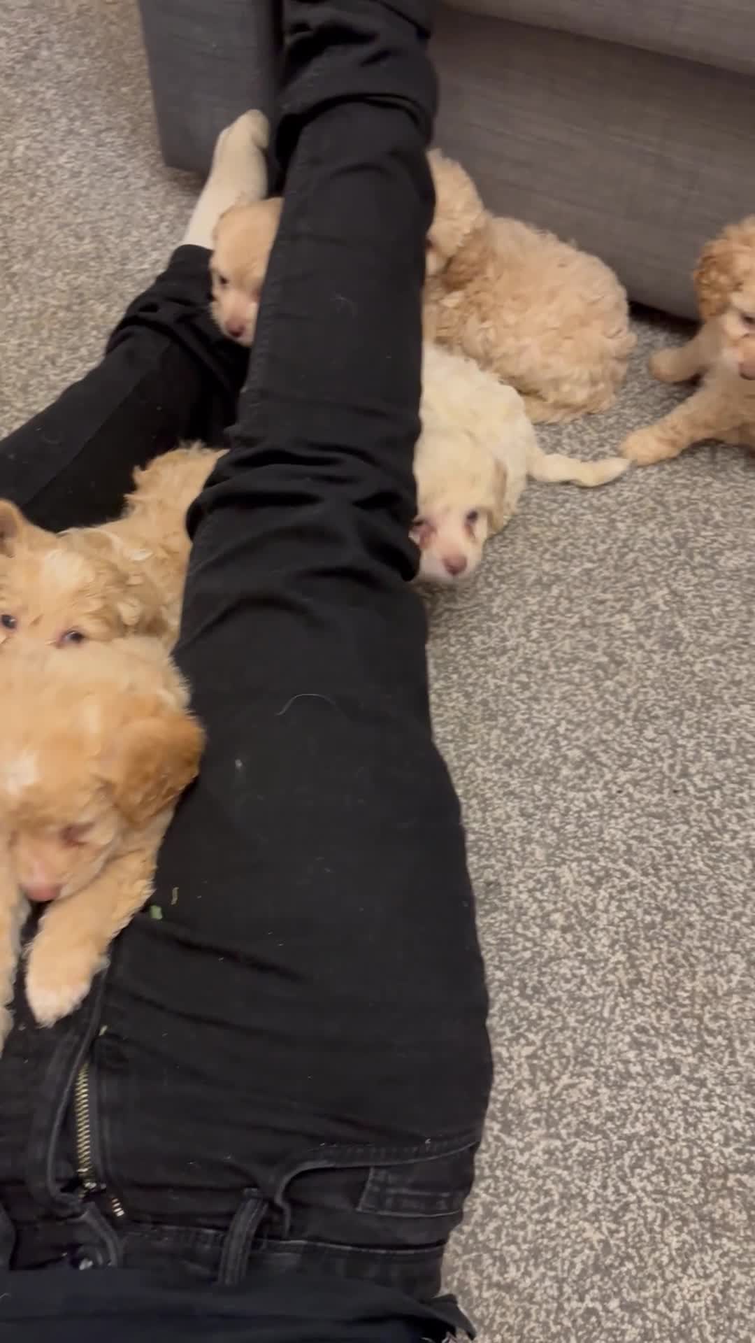 Cavapoo dogs for sale: Stunning cavapoo puppies - Video 1