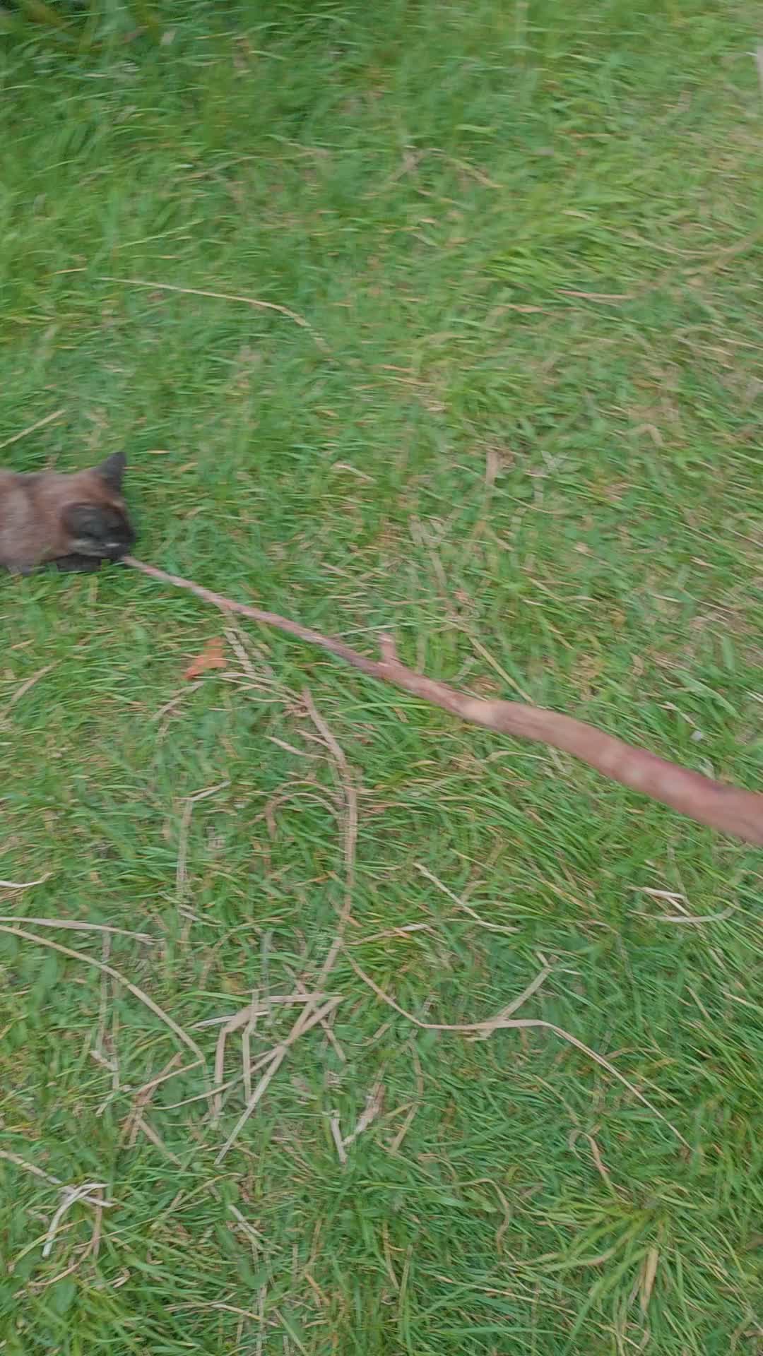 Mixed Breed cats for sale: 6 kittens, 4 boys /, 2 girls, playful, healthy  - Video 1