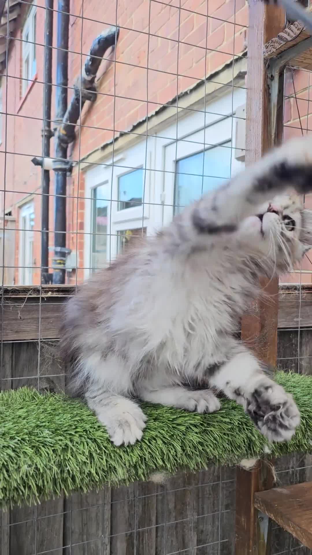 Maine Coon cats for sale: TICA polydactyl maine coon kittens - Video 3