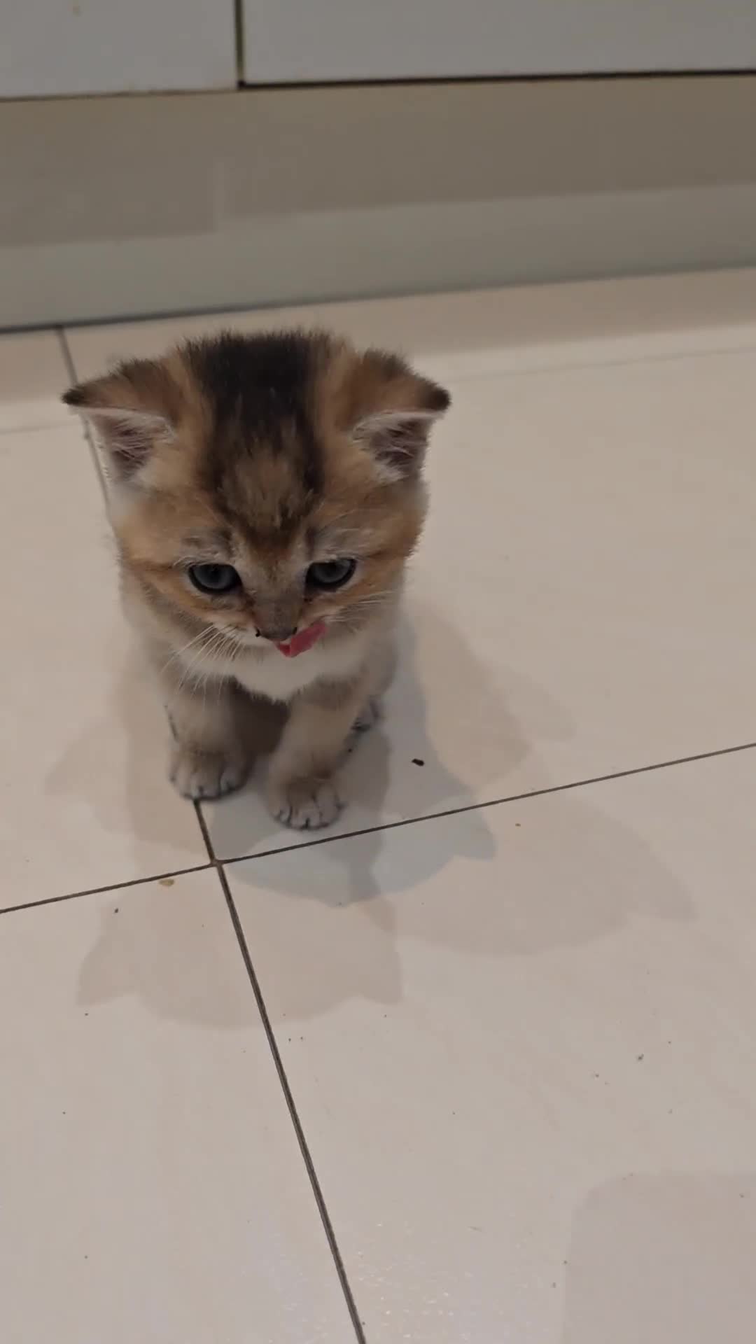 British Shorthair cats for sale: Adorable gorgeous pure British Shorthair Kittens  - Video 1