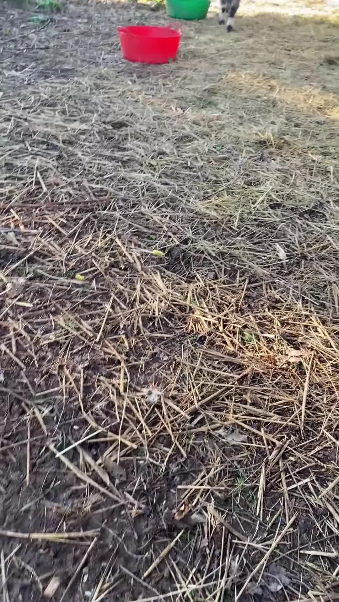 Goats livestock for sale: Goats for re home in Malvern - Video 1