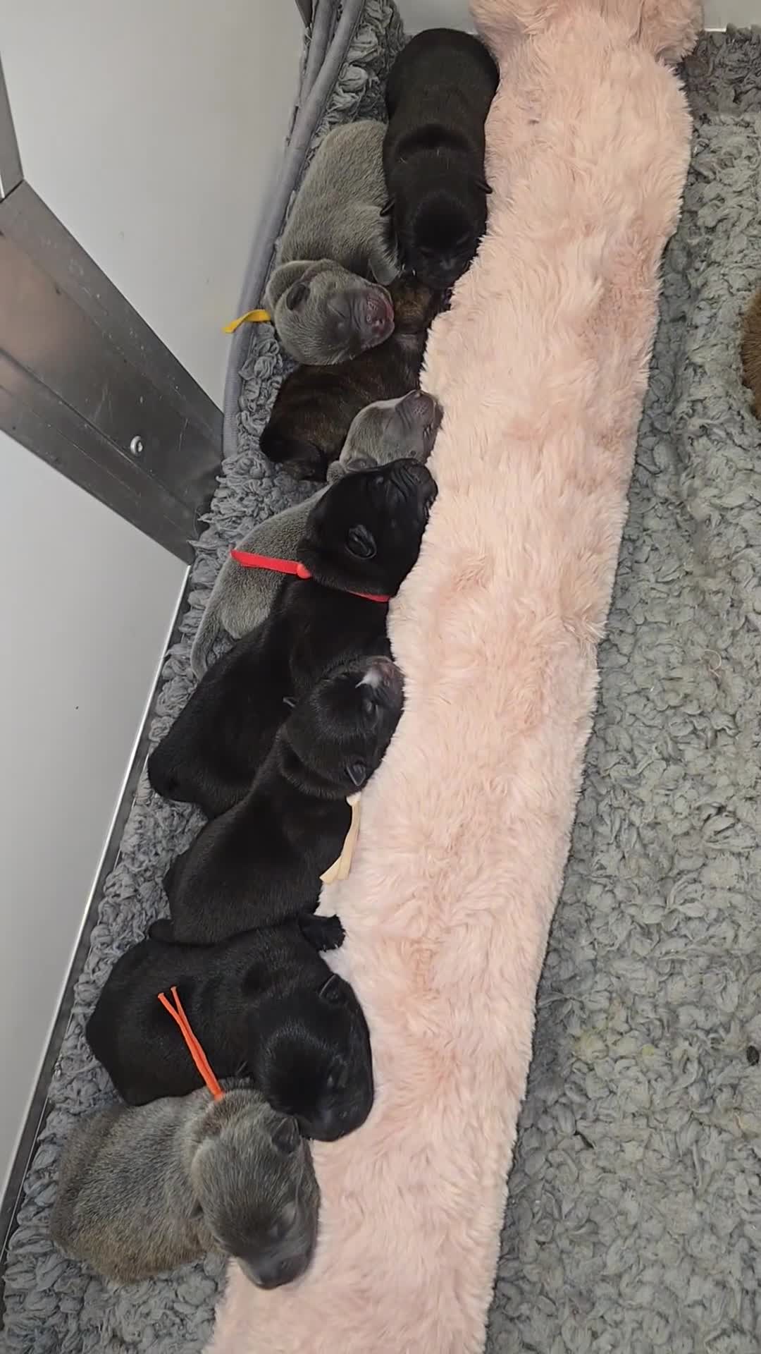 Mixed Breed dogs for sale: Chaffy puppies - Video 4