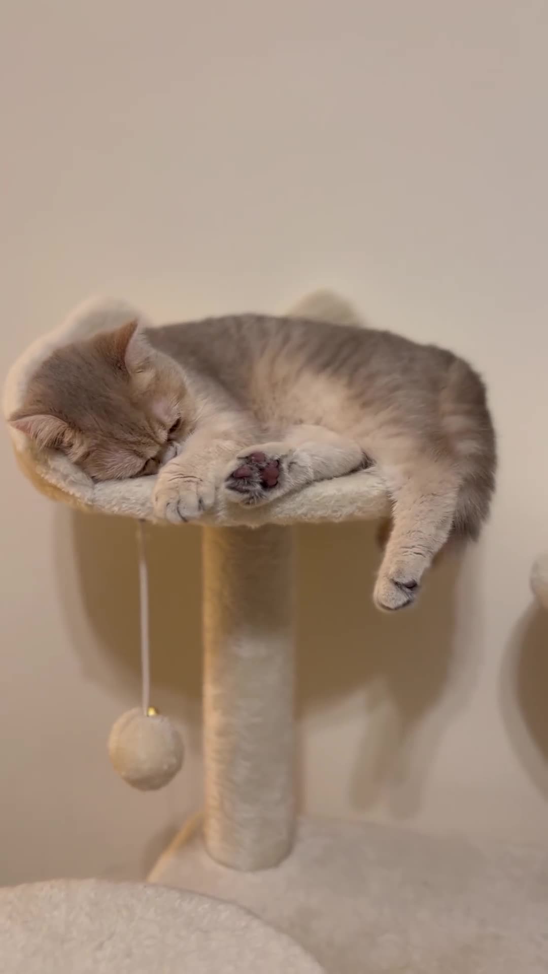 British Shorthair cats for sale: 🍡Mochii | British Shorthair Golden Shaded Apricot - Video 4