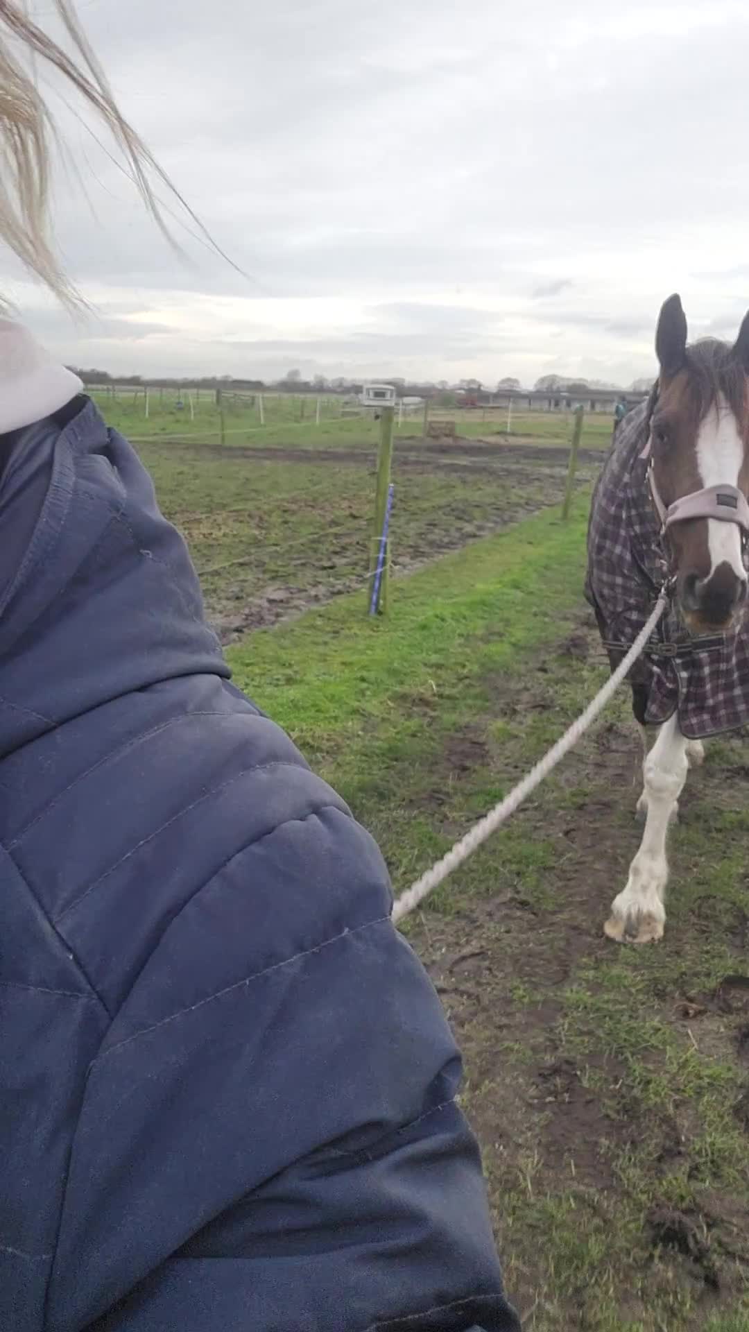 Irish Sports horses for sale: Beautiful irish mare, fab allrounder - Video 1