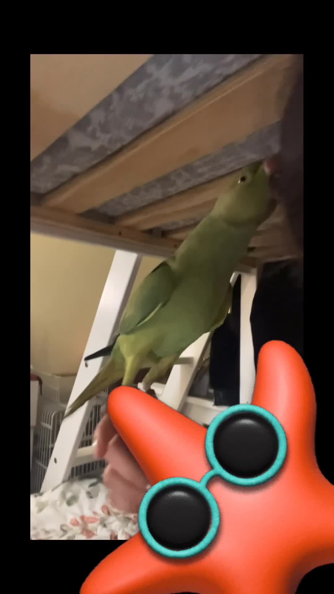 Ringnecks birds for sale: Ring neck / cage and food  - Video 1