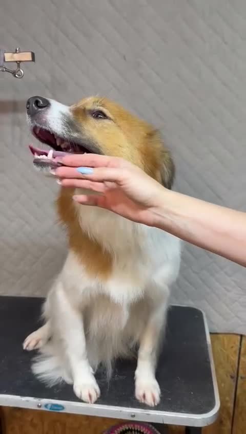 Border Collie dogs for adoption: Penny: The Puppy Left on the Roadside to Die - Video 2