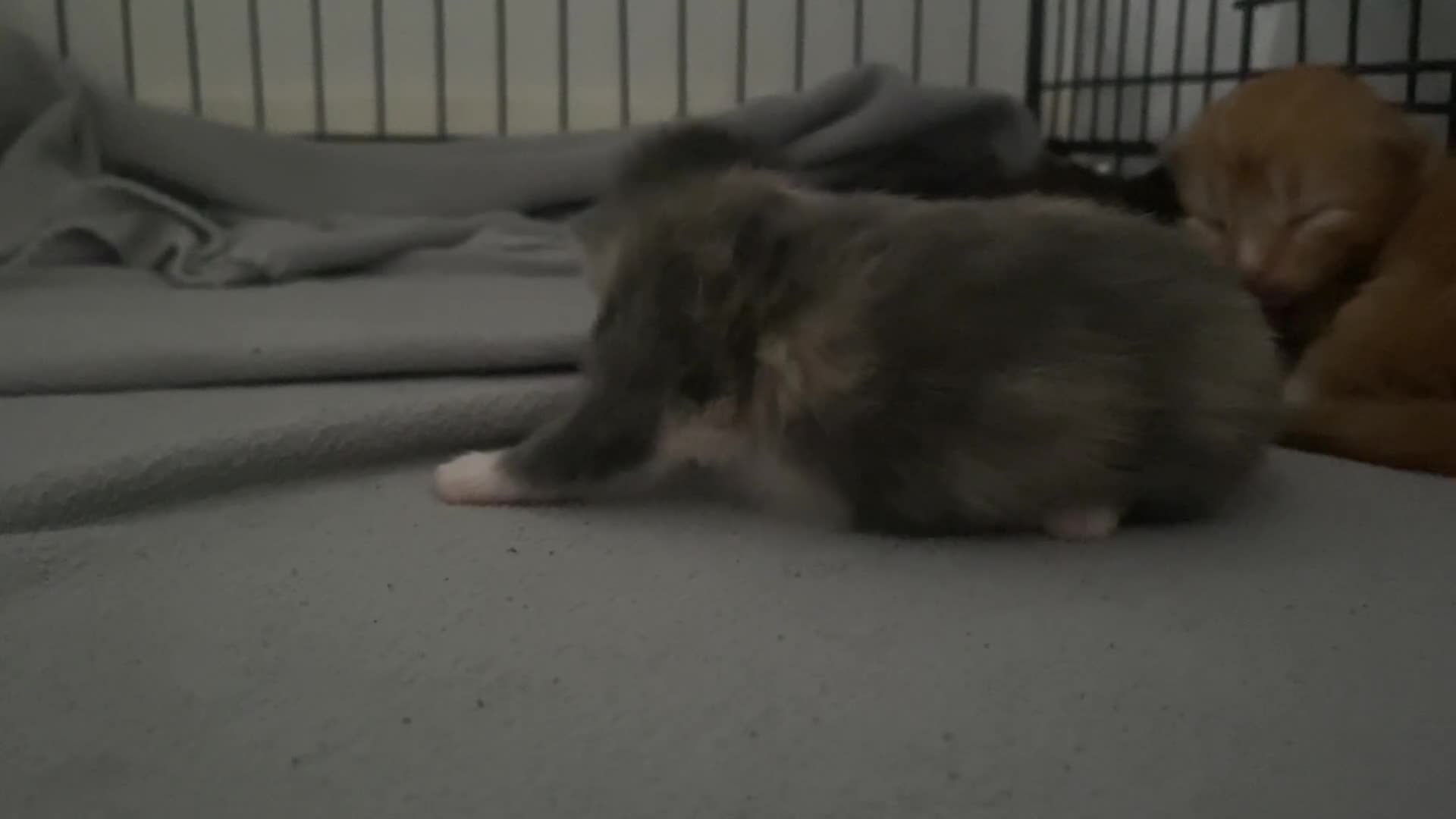 Mixed Breed cats for sale: Beautiful kittens  - Video 2