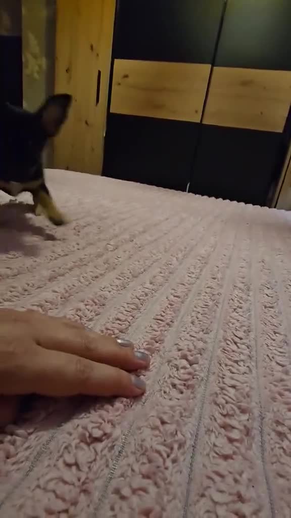 Chihuahua dogs for sale: Little Chihuahua Boy Looking for his forever home. - Video 1