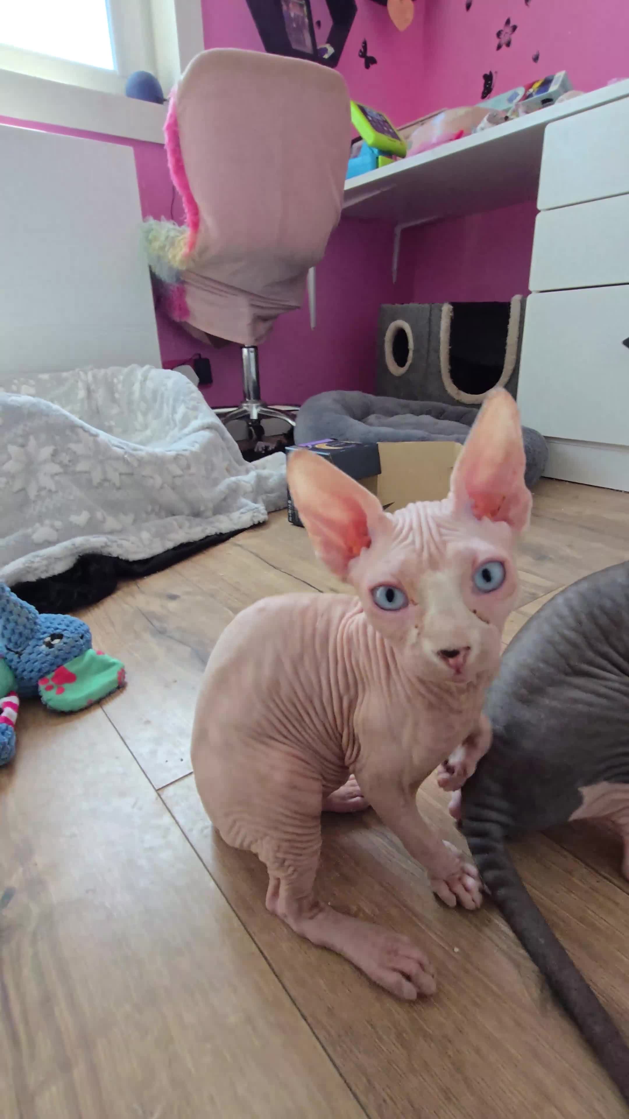 Sphynx cats for sale: Blue eyes Sphynx kitten TICA & GCCF show cats  - Video 2