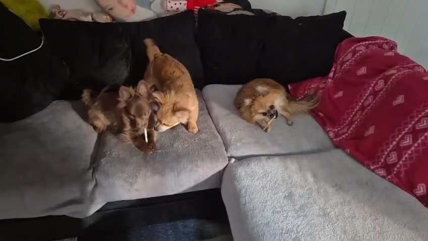 Mixed Breed dogs for sale: 100 each looking for good home - Video 1