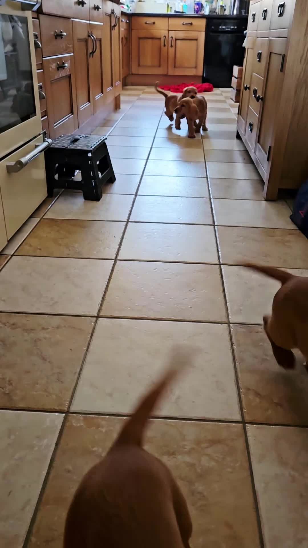 Cocker Spaniel dogs for sale: Cocker Spaniels Ready Now!!!!! - Video 1