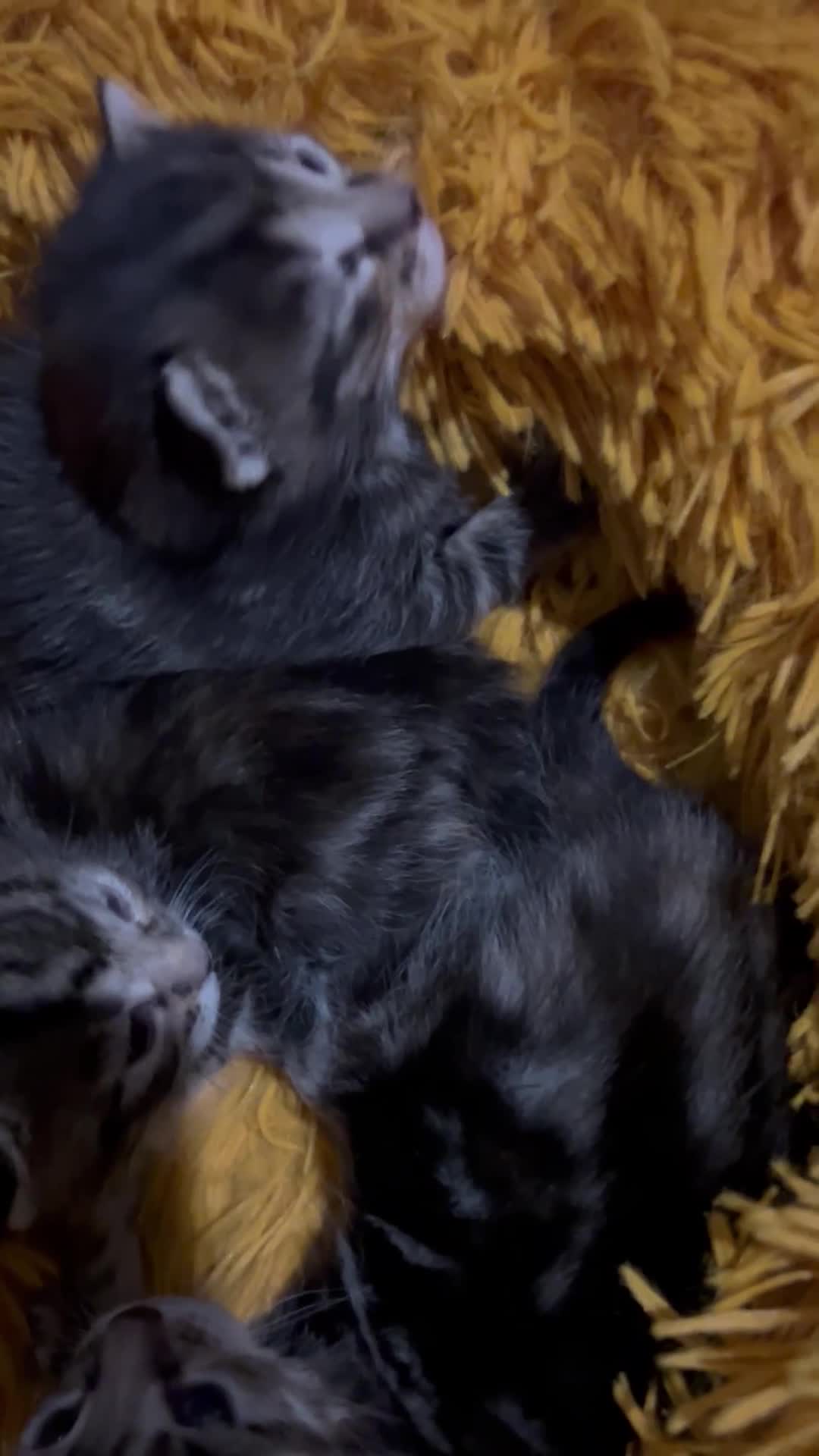 Mixed Breed cats for sale: READY NOW! Beautiful BSH x Ragdoll kittens - Video 3