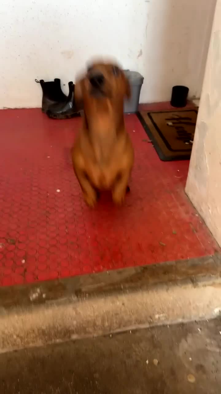 Miniature Dachshund dogs for stud: Stud  in Dunbar - Video 1