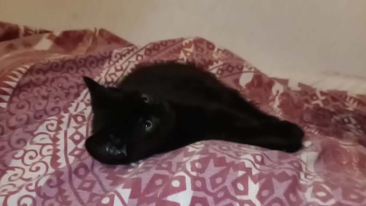 Mixed Breed cats for sale: 3 Kittens  - Video 2