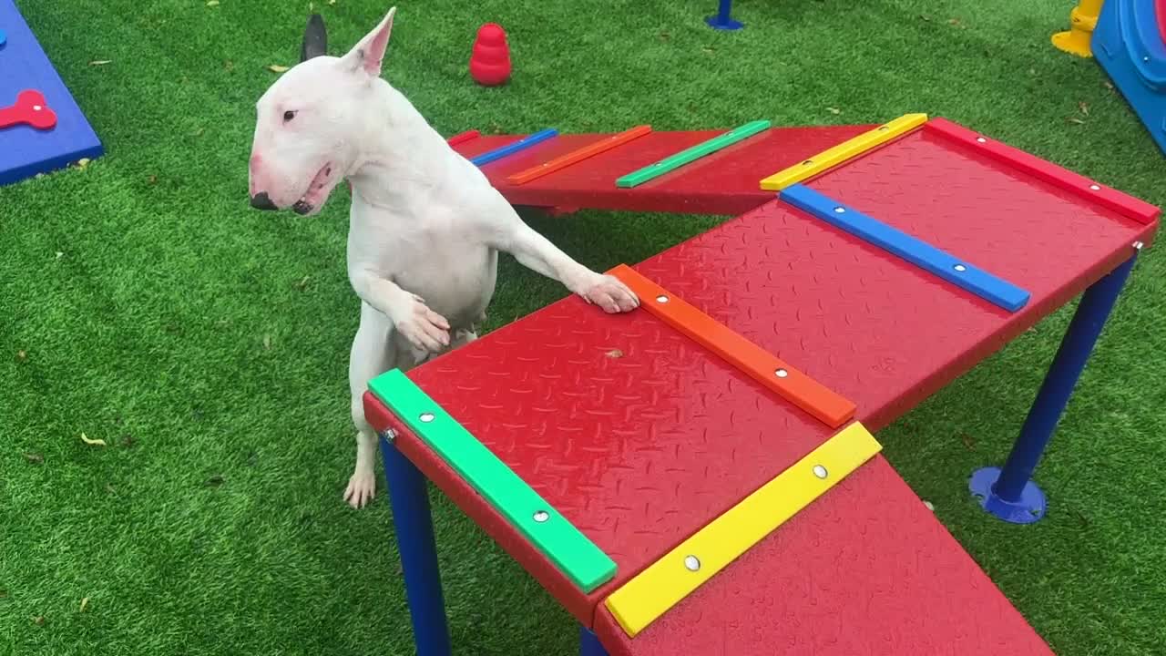 Bull Terrier dogs for sale: (Dorothy) adult English bull terrier female - Video 1