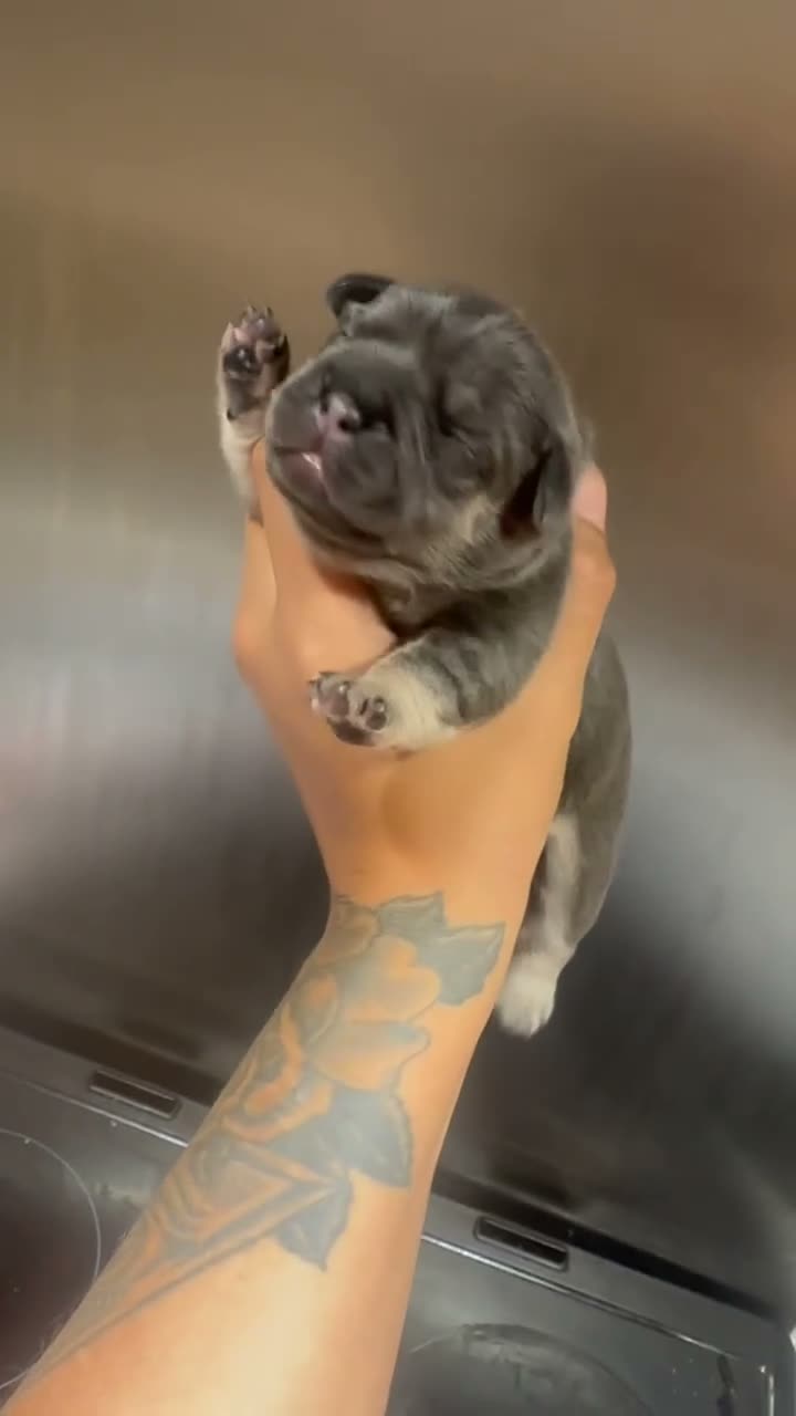 French Bulldog dogs for sale: 4 French Puppies - French Bulldog - Lilac / Tan  - Video 2