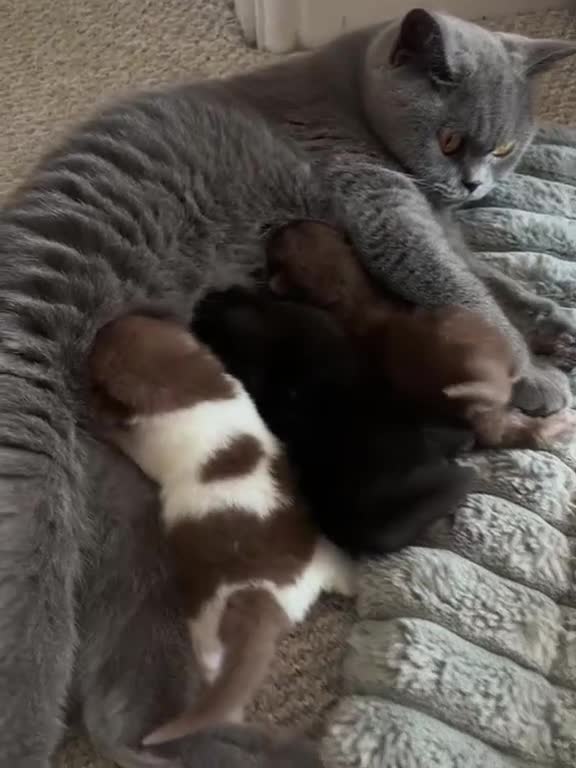 British Shorthair cats for sale: 2 female GCCF British short hair kittens - Video 2