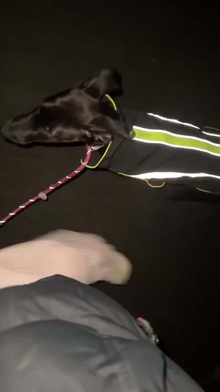 Mixed Breed dogs for sale: Lurcher for sale FEMALE STILL AVAILABLE  - Video 1