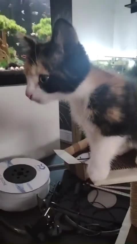 Mixed Breed cats for sale: Male black and white and calico female kittens - Video 1