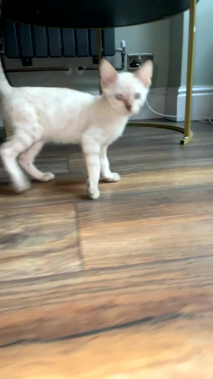 Bengal cats for sale: Snow lynx bengal male  - Video 4