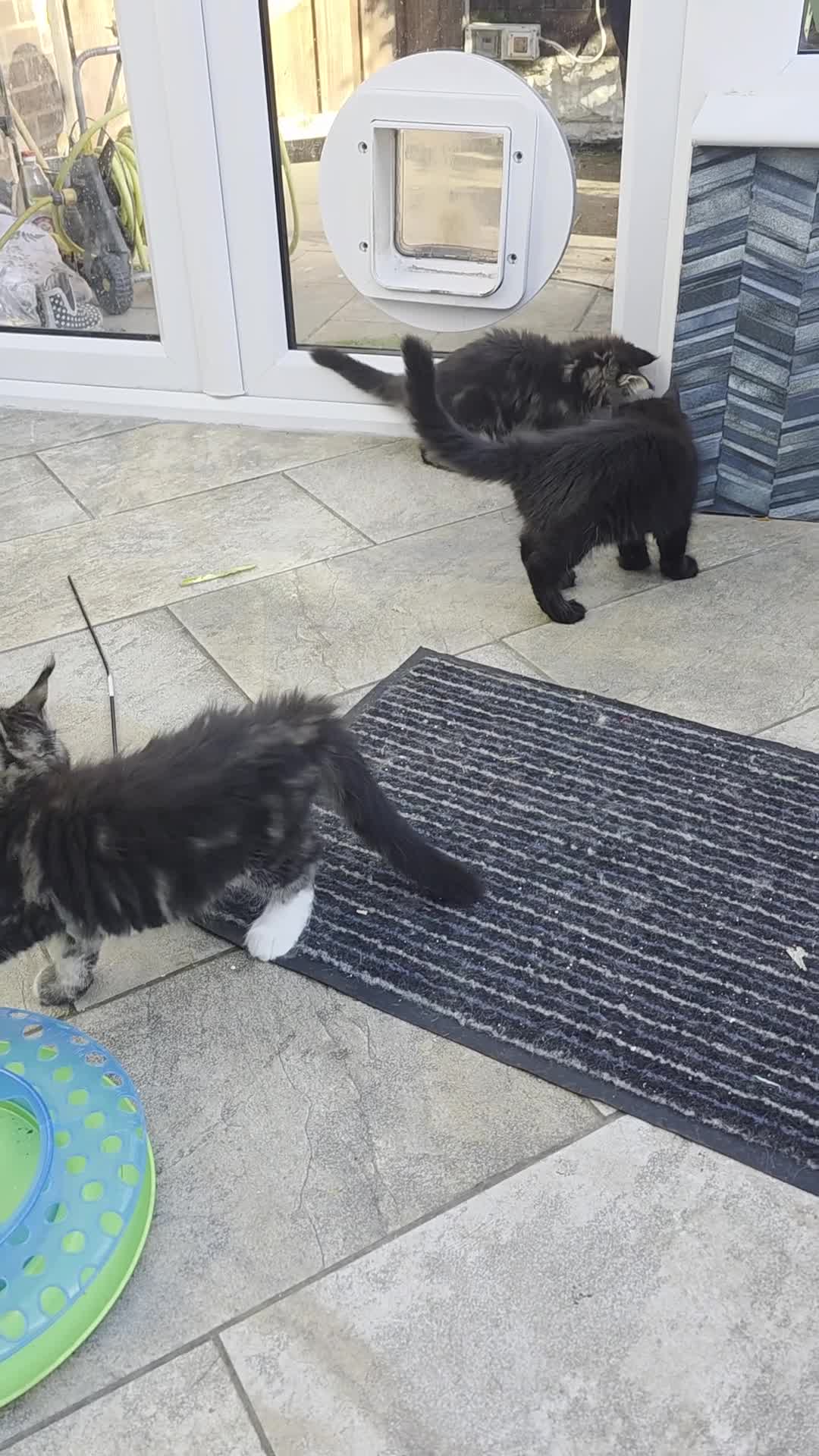 Maine Coon cats for sale: REDUCED XL Stunning full Maine Coon Kittens –  - Video 2