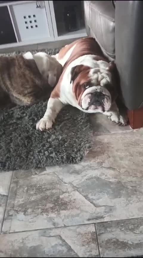 English Bulldog dogs for stud: For Stud: George (red/white) PROVEN in Brighouse - Video 5